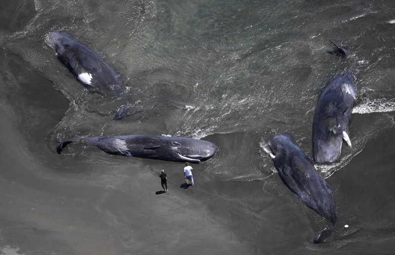 ＜1分で解説＞千葉の海岸でクジラが座礁　地震との関連はあるの？