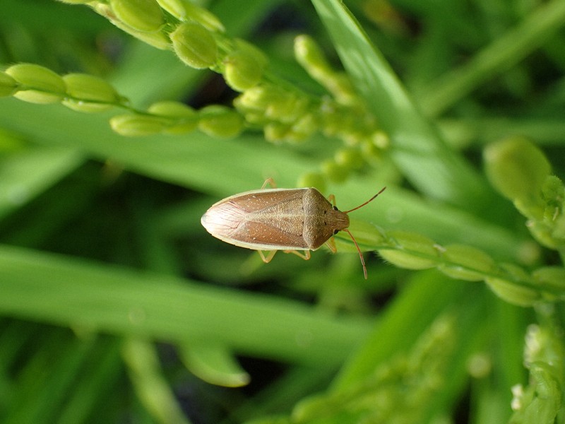コメの収穫に影響、今年もカメムシ大発生　兵庫県が注意報