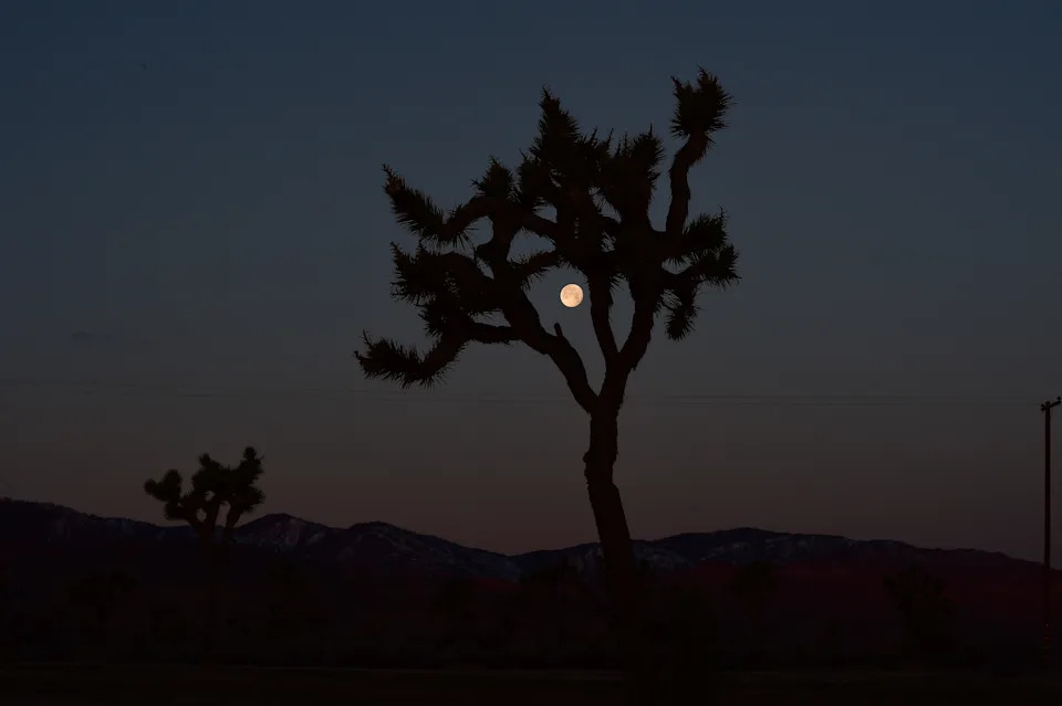 Moon framed by a silhouette of a tree at twilight, with mountains visible in the background