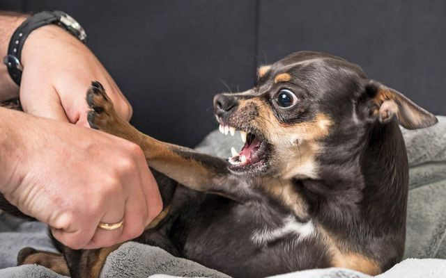 Người đàn ông tử vong sau khi bị chó nhà liếm vào vết thương
