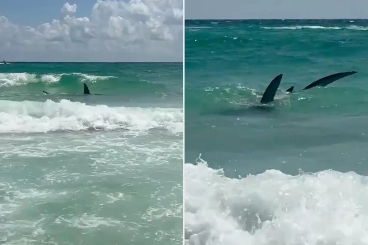 Violent Fight Between Shark and Stingray Near Florida Shore Caught on Camera by Beachgoers