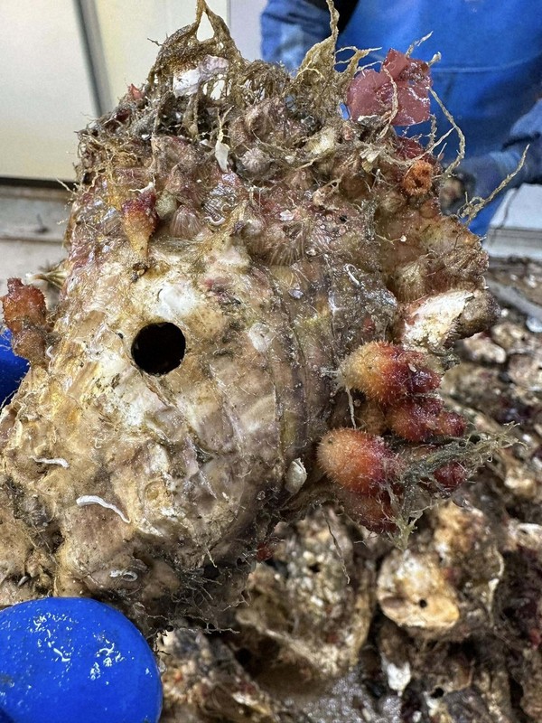 石巻市谷川浜で採苗されたホヤの種。以前はカキの殻を覆うように付着していたのが近年は写真のように激減している＝渥美貴幸さん提供