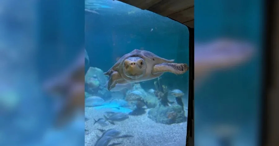 Endangered sea turtle makes 1,000-mile journey to SEA LIFE Kansas City