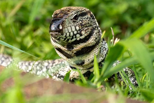 Bkamprath/Getty Stock photo of a tegu