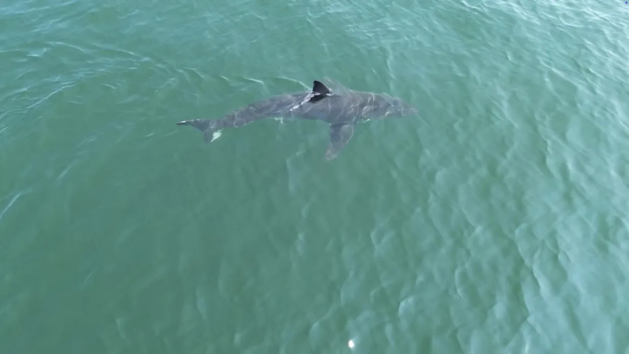 Great white shark is seen near popular beaches in Maine, sparking a warning from police
