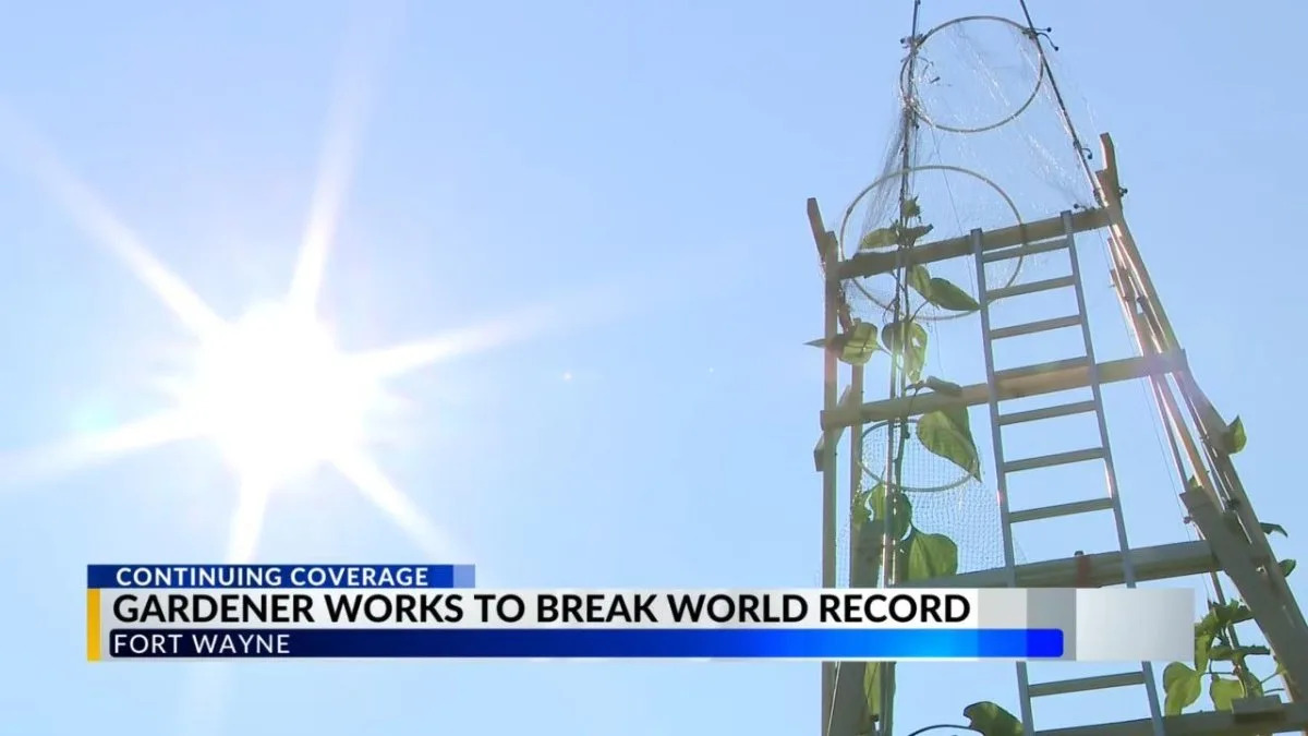 Watch: Indiana man's sunflower surpasses record at 30 feet, 7 inches
