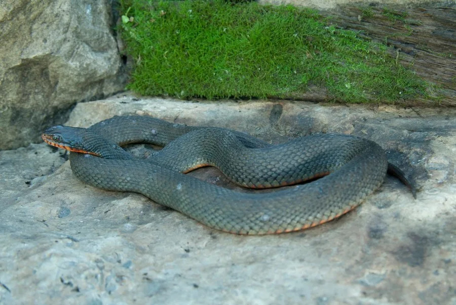 Copper-bellied Water Snake taken in southeastern Minnesota (Stan Tekiela Author / Naturalist / Wildlife Photographer)