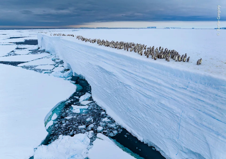 Dozens of penguins walk along the edge of a tall ice shelf.