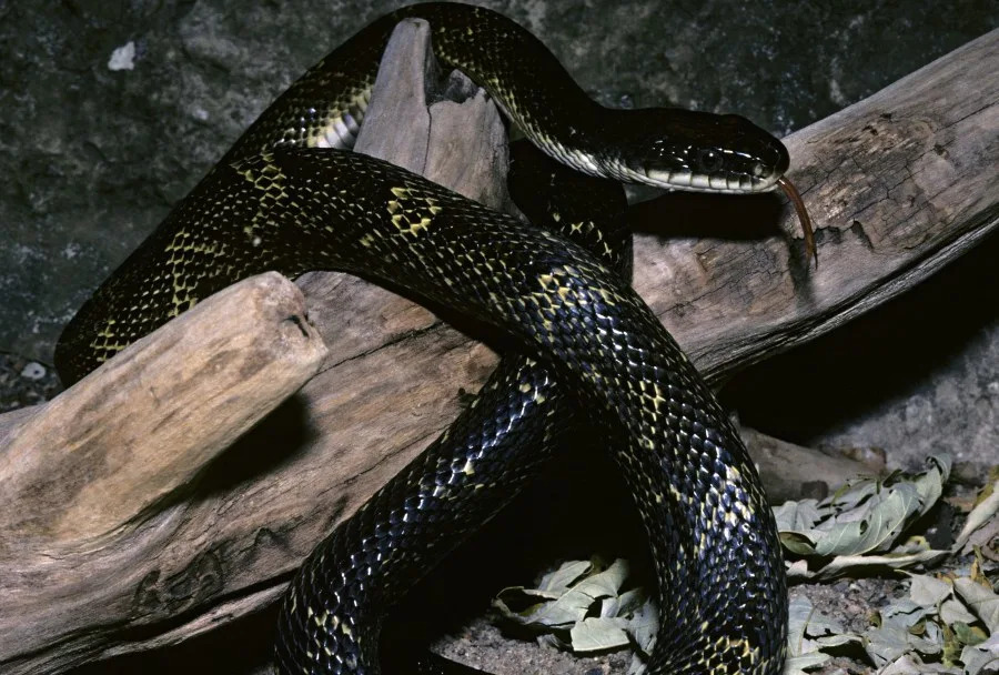 Black Rat Snake, Elaphe o. obsoleta, Missouri. (James Gerholdt | Getty Images)