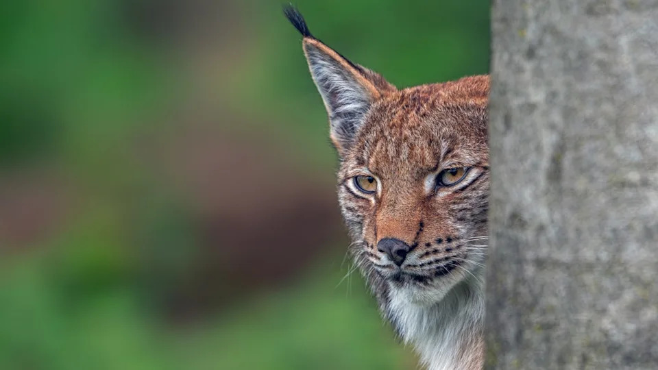 Zoo's request for donations of pets to be fed to predatory animals draws PETA blowback