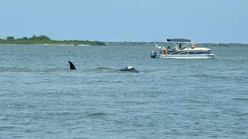 Minke whale dies in New Jersey’s Barnegat Bay after being stranded on sandbar, surrounded by boats
