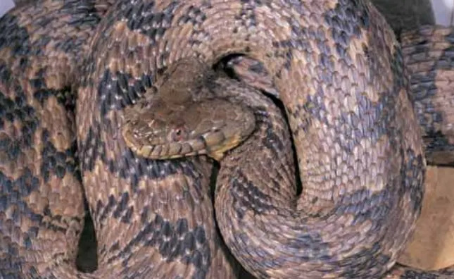Diamond-backed water snake (John MacGregor | Kentucky Department of Fish and Wildlife)