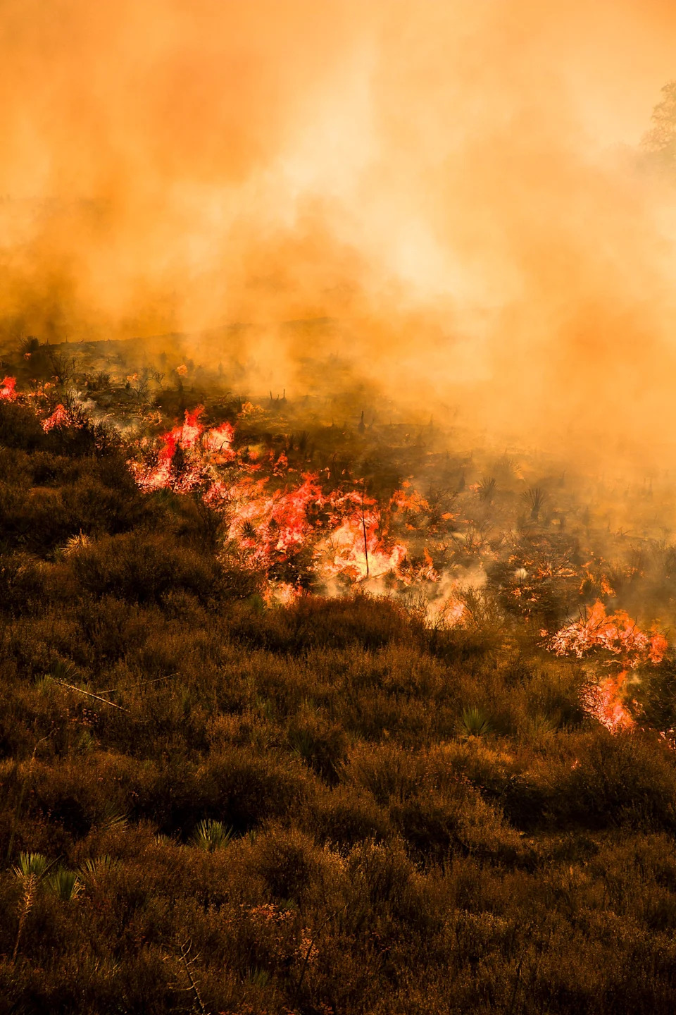 Gifford Fire burns 30,000 acres in Los Padres National Forest on August 2, 2025. Flames sweep through rugged terrain near Santa Maria, California, forcing evacuations and endangering nearby communities and wildlife.
