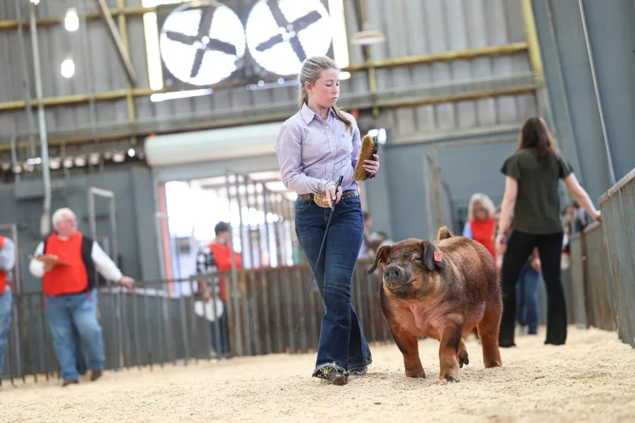 Contestant at 2025 Dixie National Livestock Show in Jackson (Courtesy: Ellen Graves, MSU Extension Service)