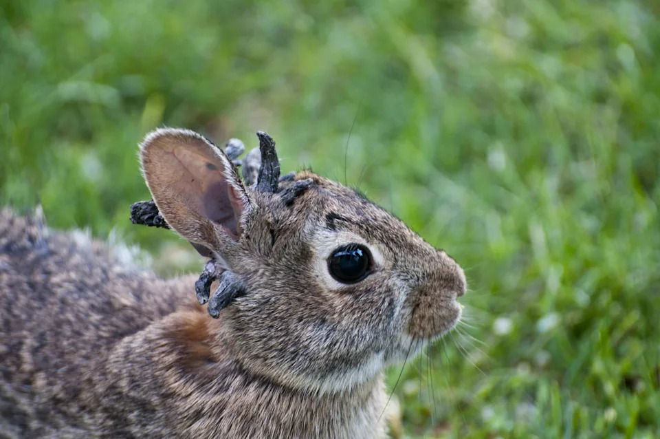 Bunnies with tentacles sprouting from their heads spotted in Colorado