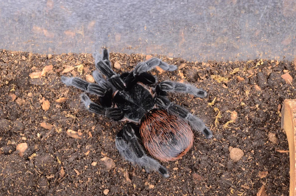 UF/IFAS shares photo of a Mexican red rump tarantula, specifically a newly molted individual. These tarantulas are native to Central American and are an invasive species in Florida. Courtesy, UF/IFAS