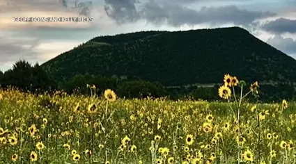 New Mexico sunflowers seeing a super bloom