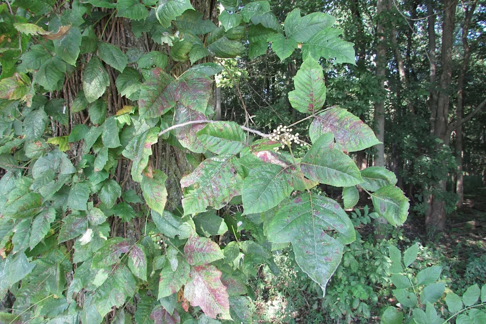 Poison ivy with big leaves growing on a tree
