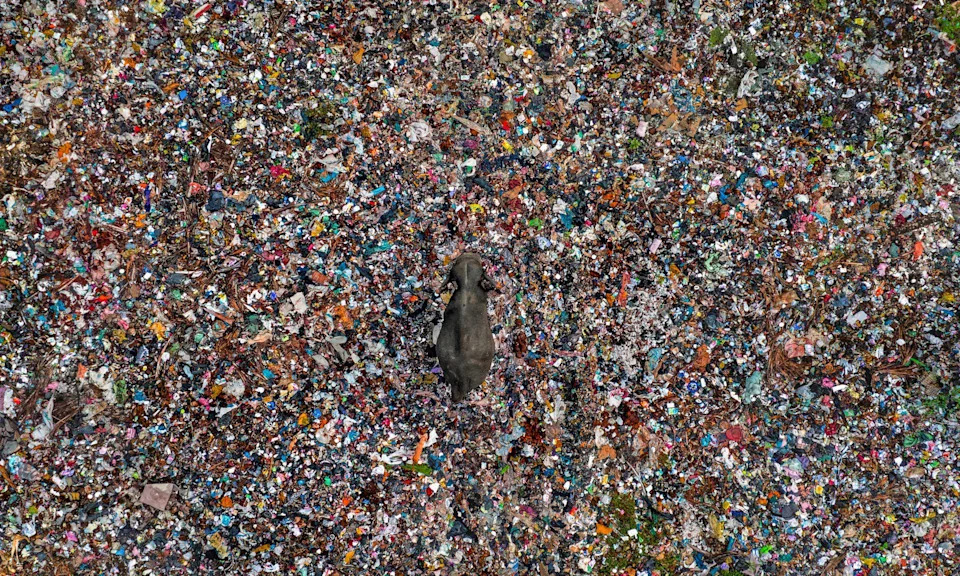 Un elefante asiático camina entre montones de basura en un vertedero de Sri Lanka. La basura de colores vivos contrasta con la piel gris del elefante.