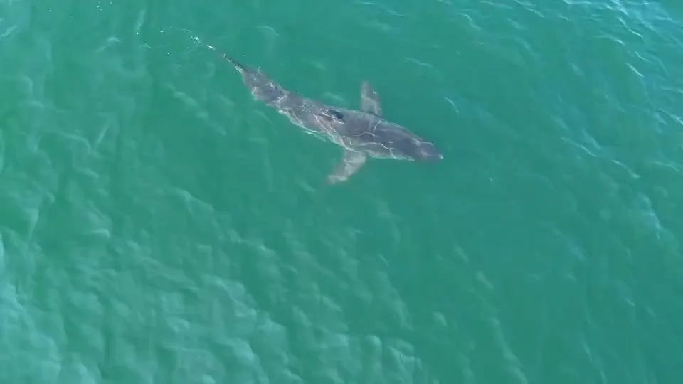 Large great white shark seen swimming near Maine beaches