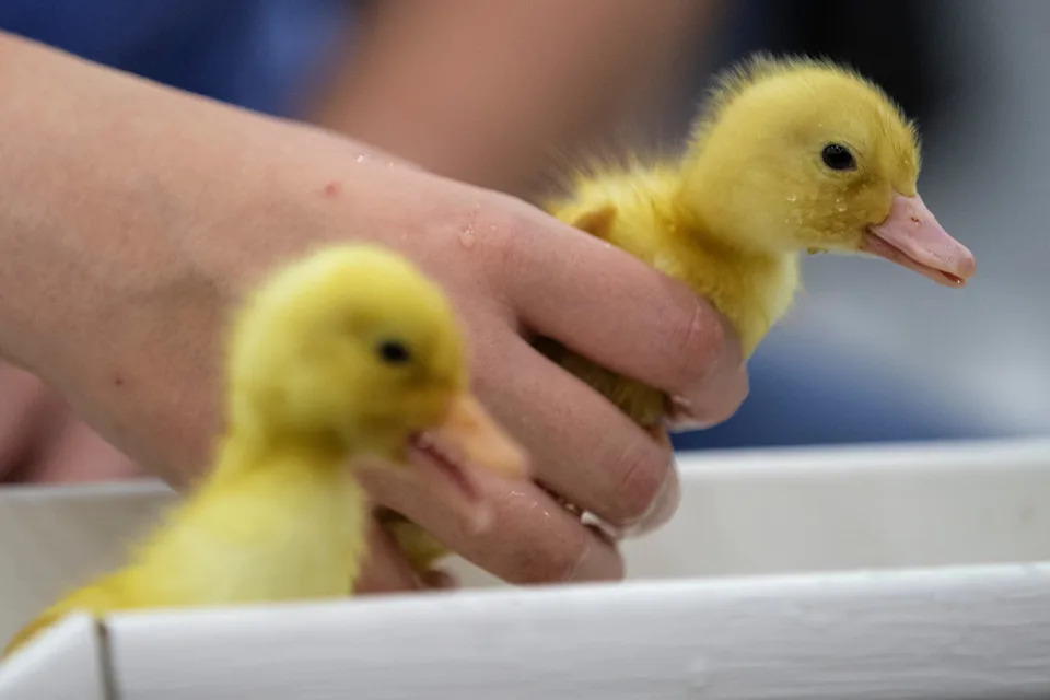 Baby ducks are placed onto the Duckling Slide on the opening day at the Kentucky State Fair.  Aug. 15, 2019