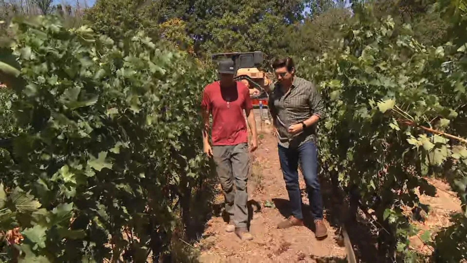 Pickett Fire smoke threatens California vineyard: "Like licking an ashtray"