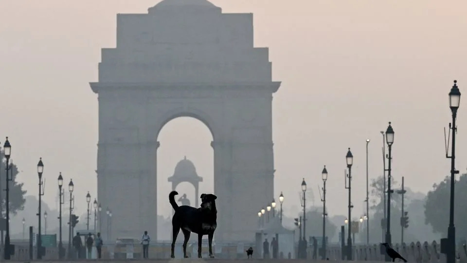 One million stray dogs in India’s capital regain the right to roam after legal battle with nation’s top court