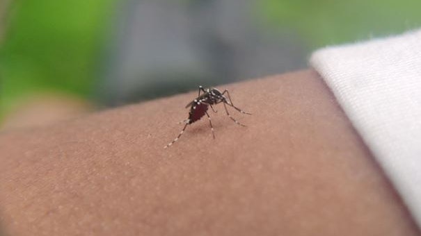 基孔肯雅熱｜食環署加強發放白紋伊蚊誘蚊器指數　擴展控蚊區域