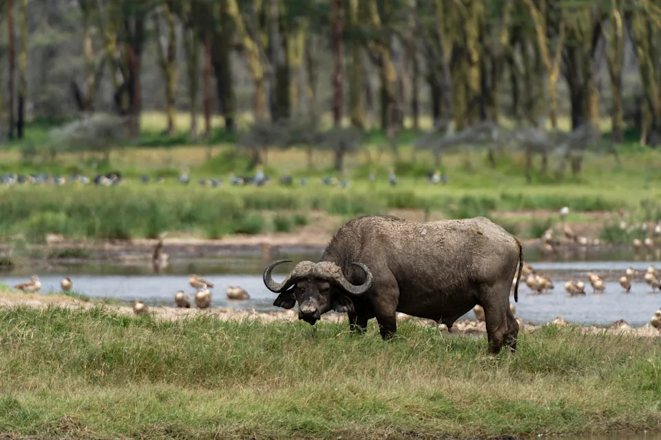 Buffalo standing in a grassy field near a water body, with birds in the background