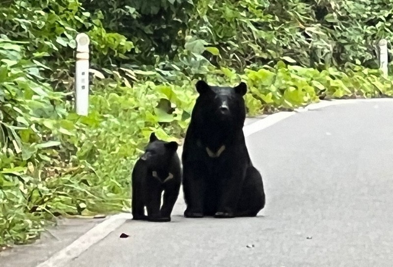 ツキノワグマ「保護」→「管理」　和歌山県が方針転換　出没顕著に