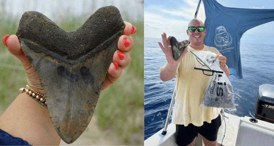 NC diver discovers nearly 6-inch Megalodon tooth off North Carolina coast