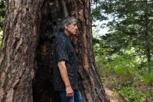 Ric Bailey stands near the burn scar, also known as a “cat face,” of a large ponderosa, in the Northern Cascades near Twisp, Wash., on July 20, 2025. (Photo by Emree Weaver for InvestigateWest)