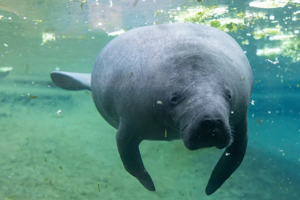 The Florida manatee is a subspecies of the West Indian Manatee.