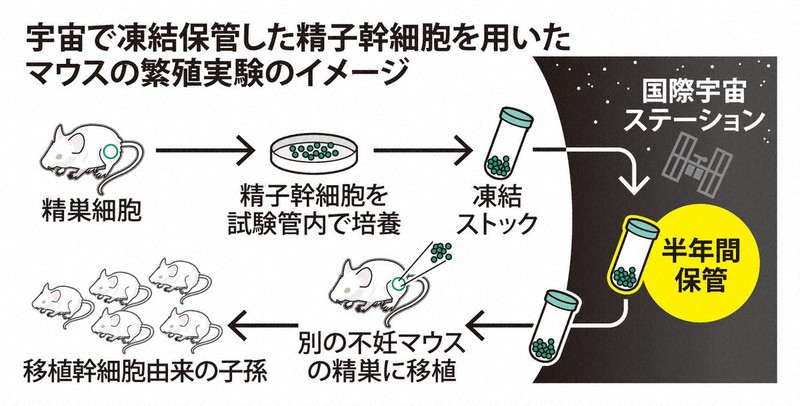 宇宙で凍結保管した精子幹細胞を用いたマウスの繁殖実験のイメージ