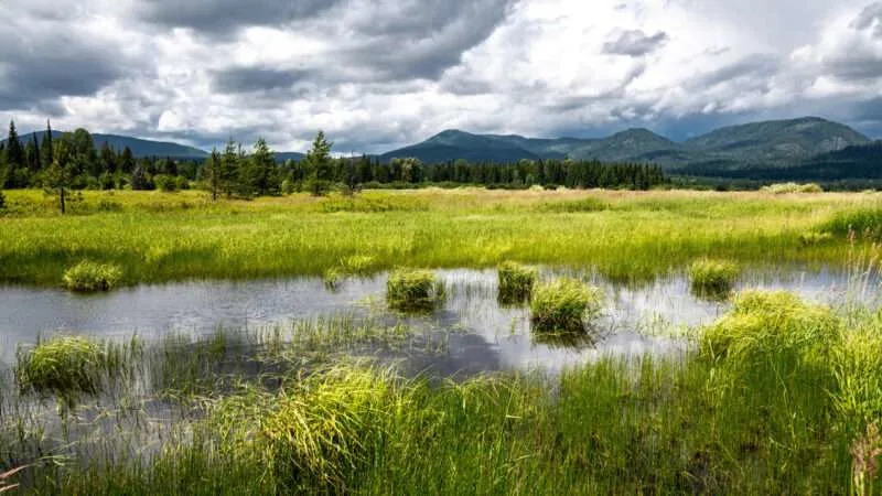 Marshy Landscape in Bonner County, Idaho