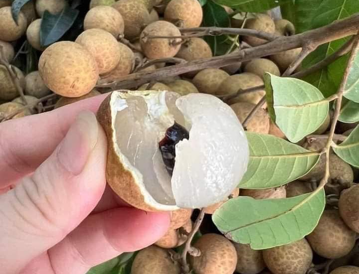 4 cách dùng cùi nhãn làm thuốc bồi bổ sức khỏe