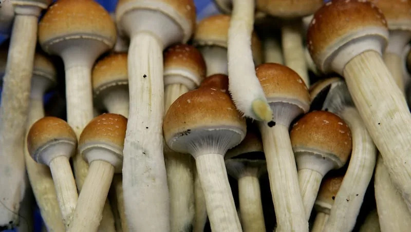 In this Aug. 3, 2007, file photo magic mushrooms are seen in a grow room at the Procare farm in Hazerswoude, central Netherlands. psychedelic mushroom