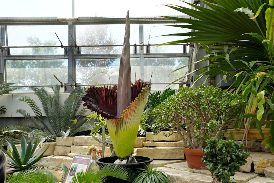 The bloomed “Stink Floyd" corpse flower displays at Reiman Gardens on May 18, 2025, in Ames. The "Green Boy" corpse flower is opening up at the Huntington in July.