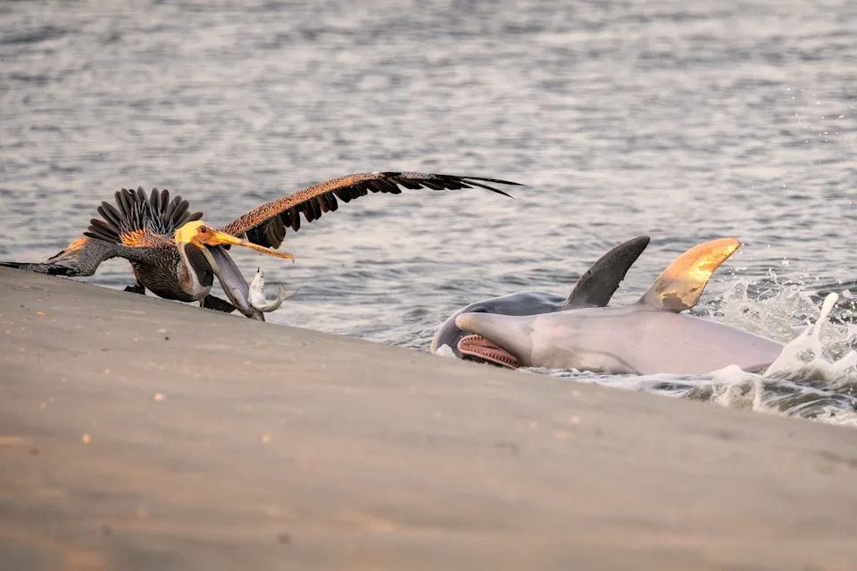 A pelican on a beach grabs a fish in its bill as two dolphins splash on the shoreline very close by.