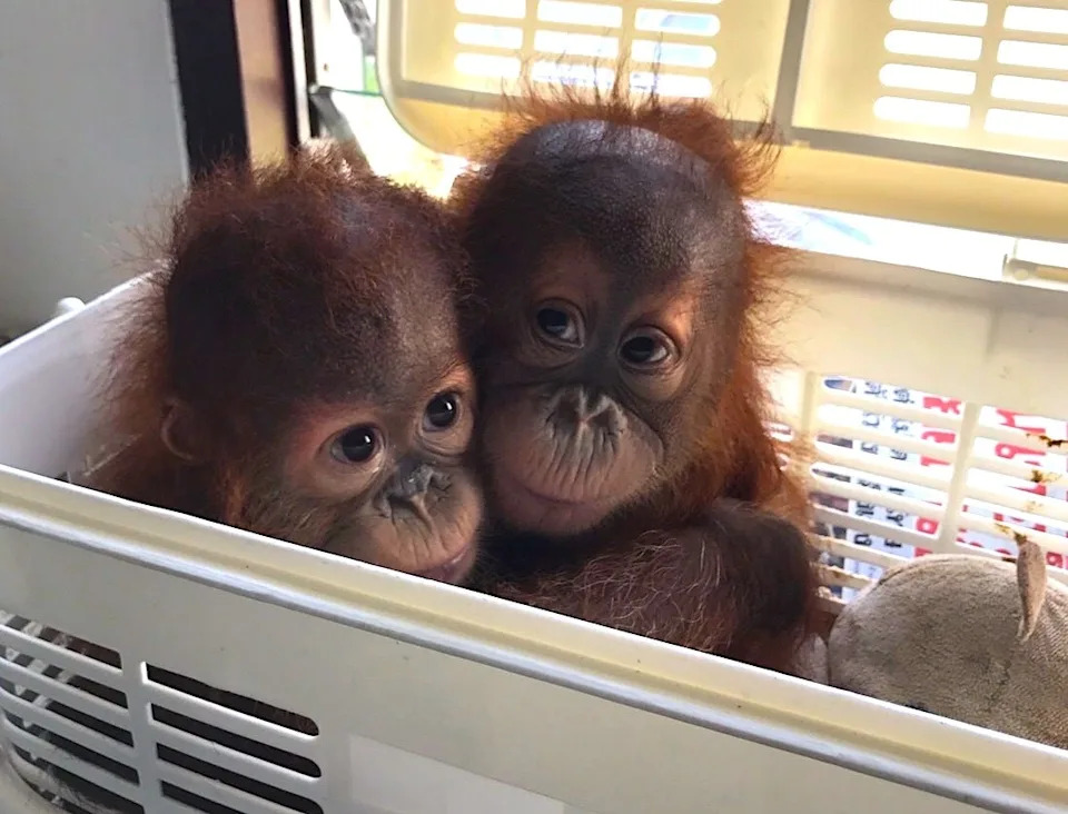 Two baby orangutans snuggle in a basket, looking at the camera, conveying a sense of comfort and companionship