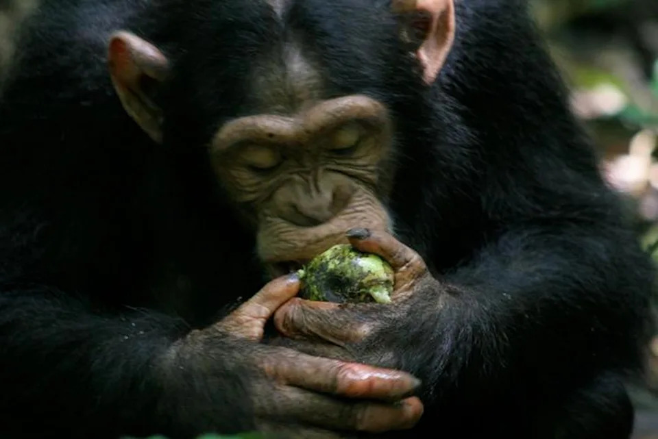 To better understand the relationship between humans and alcohol, researchers are studying apes’ fondness for fermented and fallen fruit, which they newly refer to as “scrumping.” (Catherine Hobaiter/University of St Andrews)