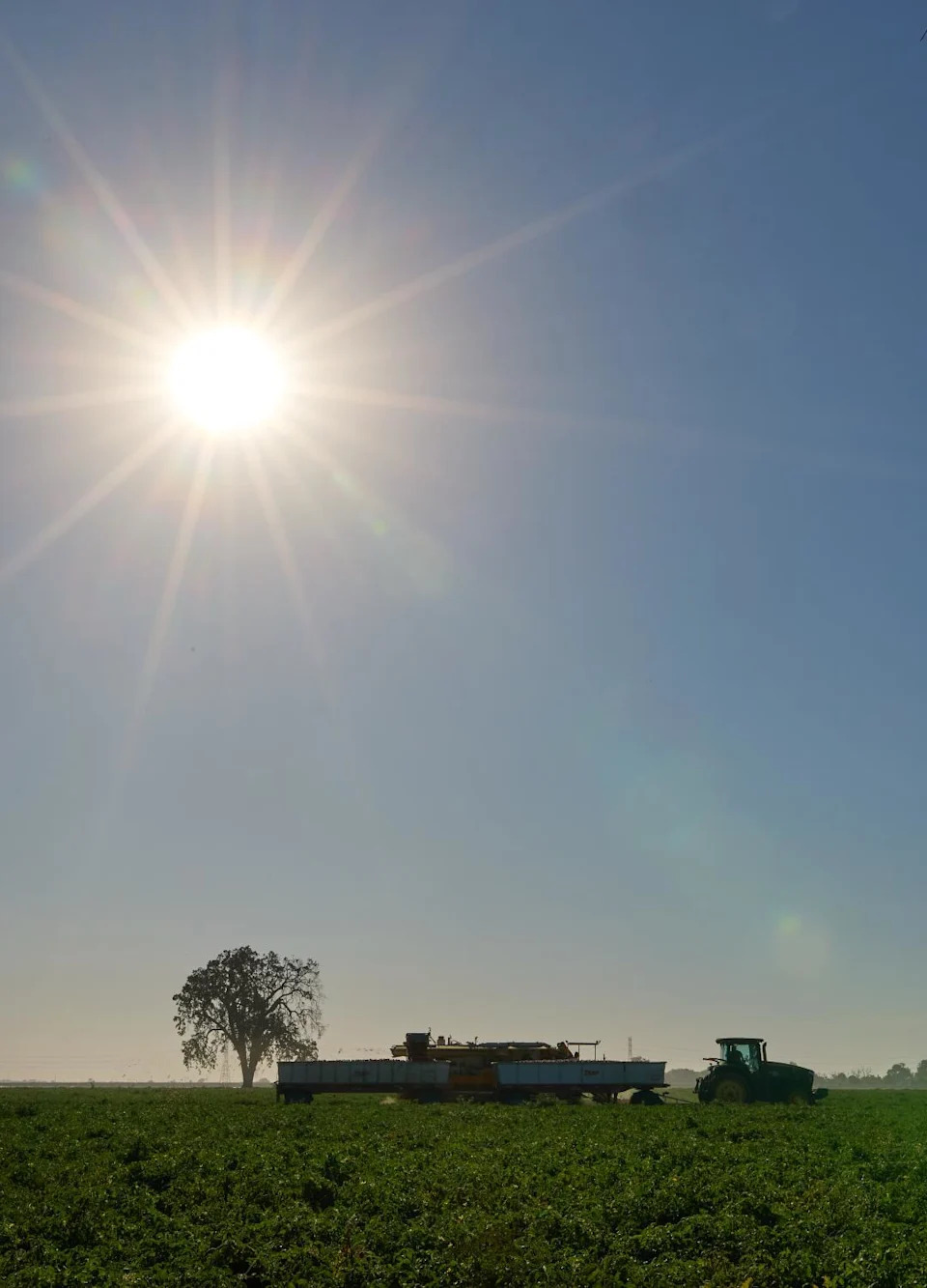 The sun shines above workers harvesting tomatoes