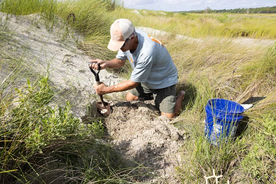 Mark Dodd DNR Department of Natural resource division showed us the Sea turtle nest, digging a disturbed nest where he found two dead baby sea turtles, at Ossabaw Island, on August 5th , 2025, Ossabaw Island, Savannah GA. Photography by Christopher Lane/Savannah Morning News