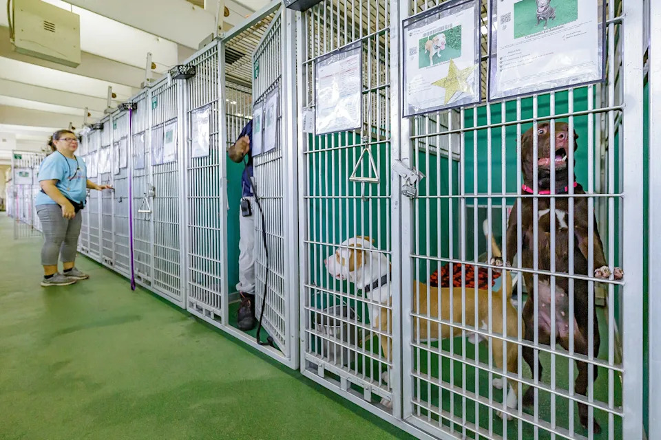 Plans for $48M Palm Beach County animal shelter will help reach goal of zero euthanizations