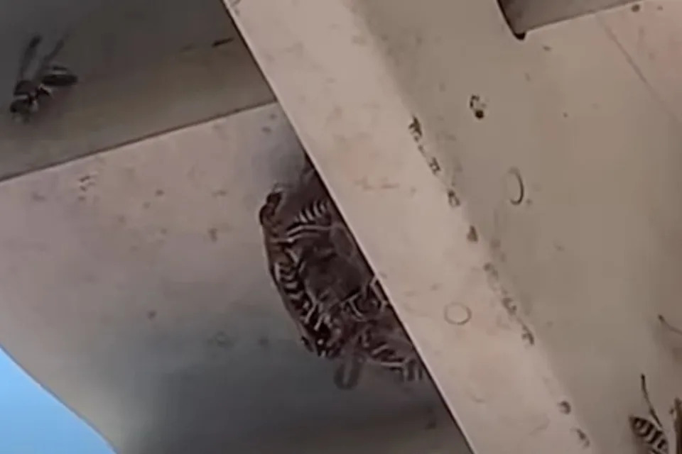 Radioactive wasps were found at a nuclear site in South Carolina (WYFF)