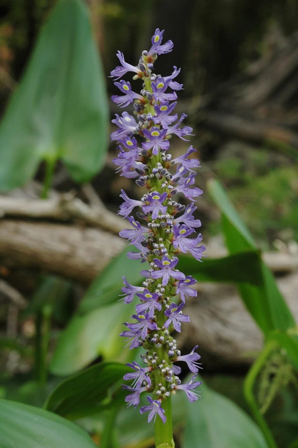 This lovely lavender pickerel weed, scientifically known as pontederia cordata, attracts dragonflies which are direct predators of mosquitos. (UF/IFAS Photography)
