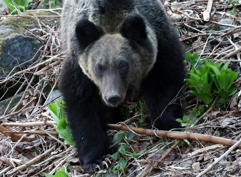 ＜1分で解説＞北海道のヒグマ、初の減少　死亡事故受け捕獲推進