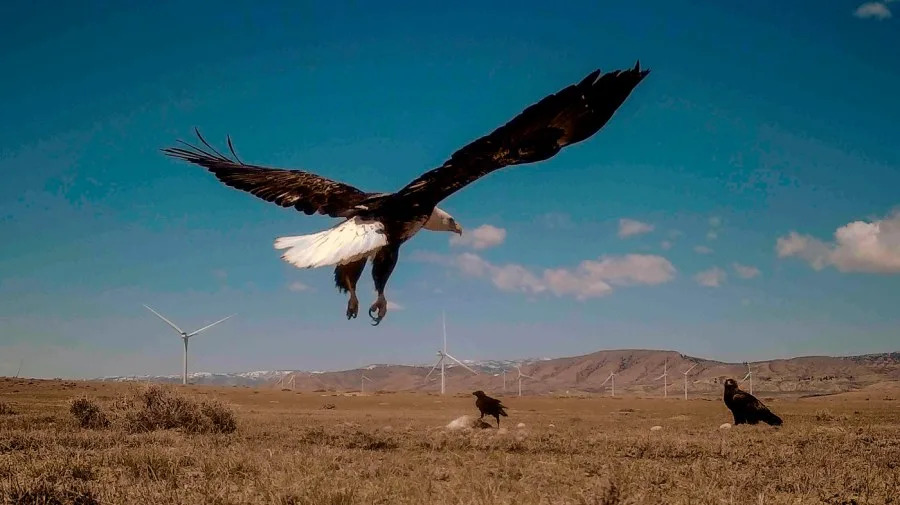Opinion - Biden’s wind energy rules are still killing eagles and must be rescinded
