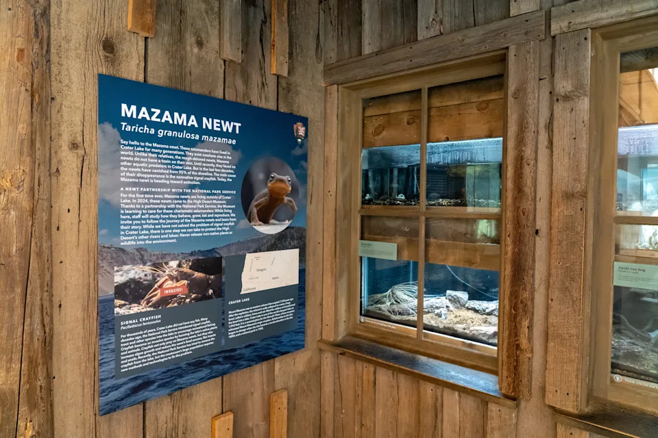 The Mazama newt exhibit at the High Desert Museum in Bend.