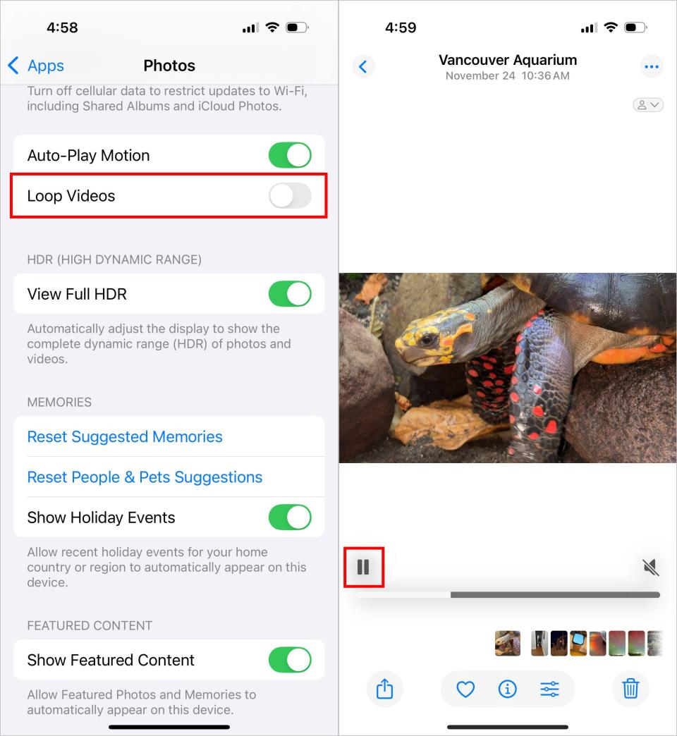 Two iPhone screenshots showing the Photos settings with the Loop Videos option highlighted with a red rectangle (left), and viewing a video of a turtle in the Photos app (right).